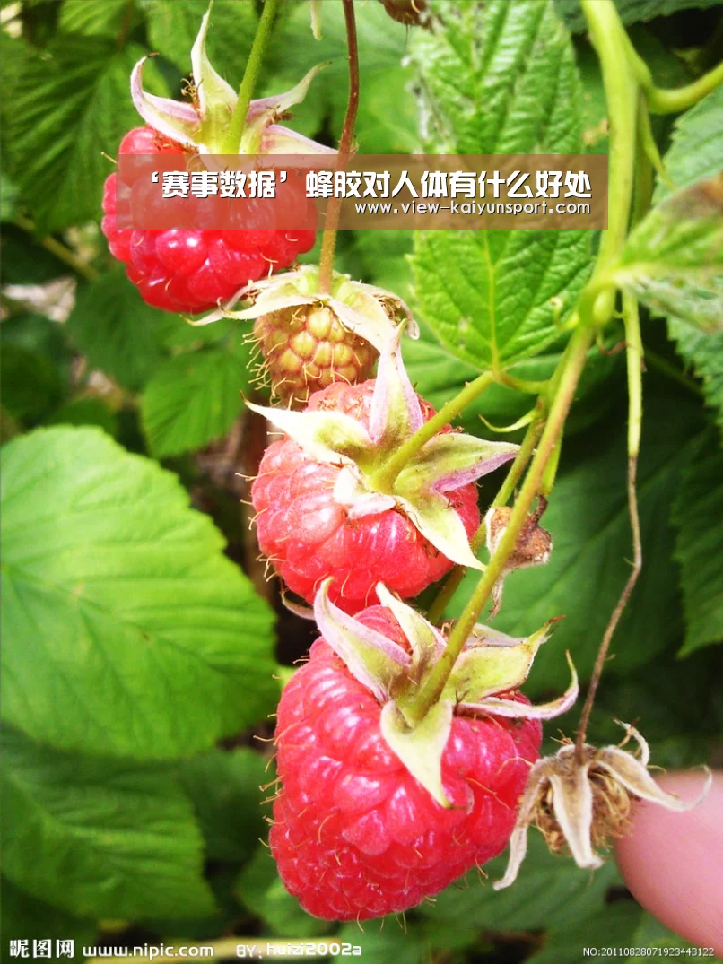 ‘赛事数据’蜂胶对人体有什么好处